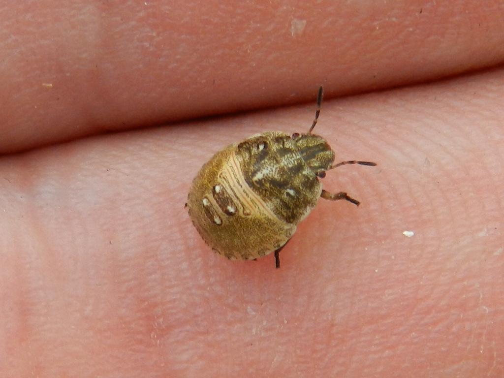 Famigliola di pentatomidae